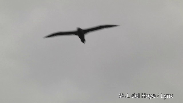 albatros hnědý - ML201464711