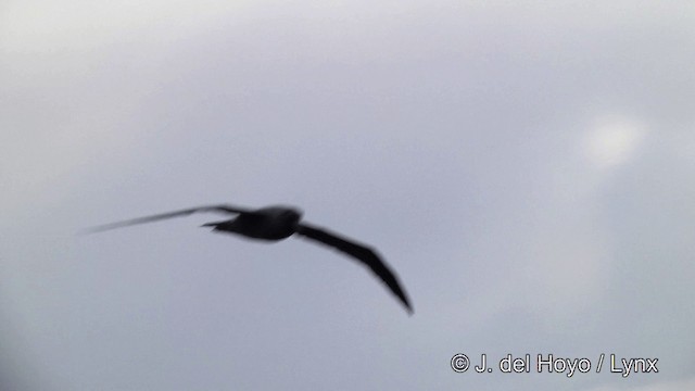 albatros hnědý - ML201464731
