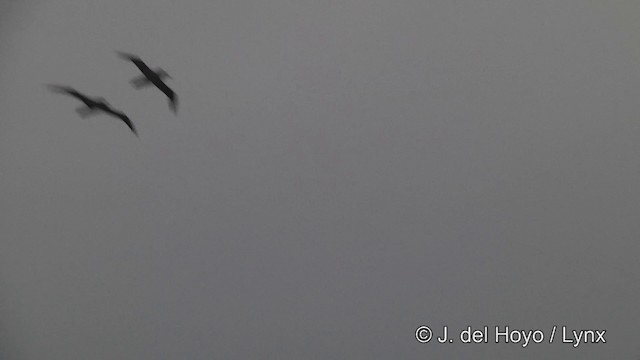 albatros hnědý - ML201464741