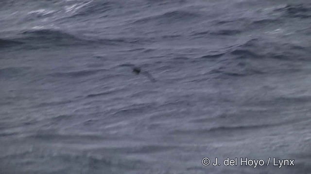 White-chinned Petrel - ML201464751