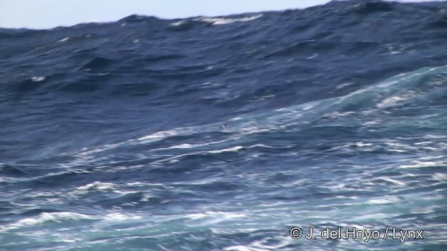 Black-bellied Storm-Petrel - ML201464871