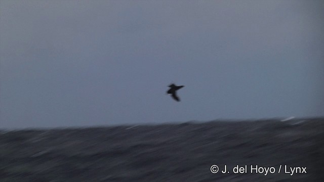 Puffin à menton blanc - ML201464911