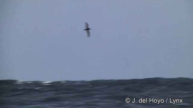 White-chinned Petrel - ML201464921