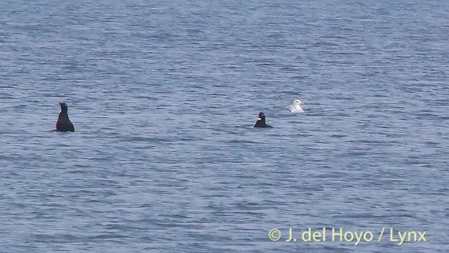 White-winged Scoter - ML201465001