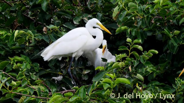 Большая белая цапля (egretta) - ML201465011