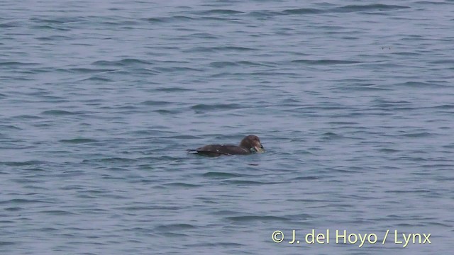 White-winged Scoter - ML201465141