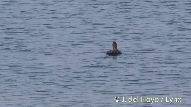 White-winged Scoter - ML201465151