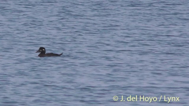 Surf Scoter - ML201465171