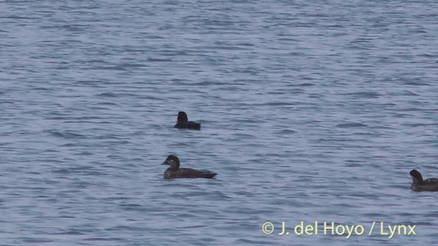 Surf Scoter - ML201465181