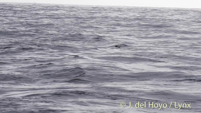 Océanite à queue fourchue - ML201465211