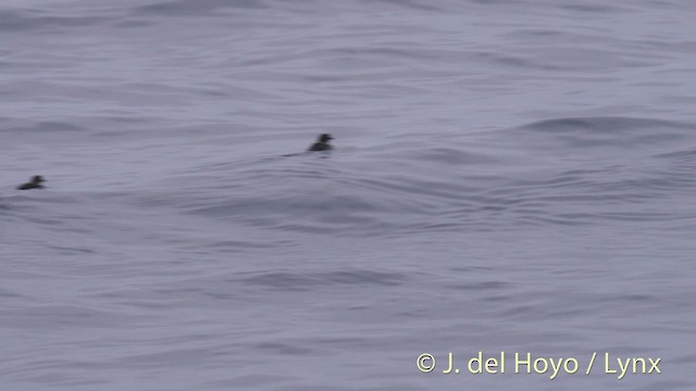 Cassin's Auklet - ML201465221