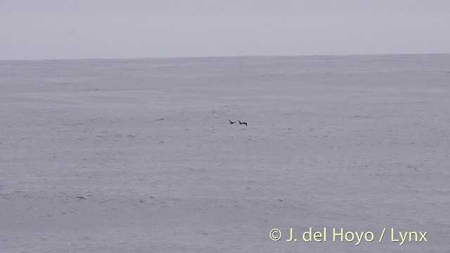 Cassin's Auklet - ML201465231