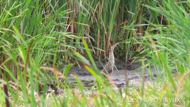 American Bittern - ML201465241