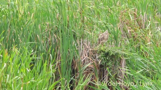 American Bittern - ML201465251