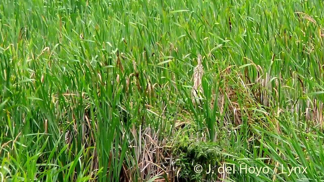 American Bittern - ML201465261