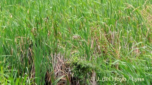 American Bittern - ML201465271