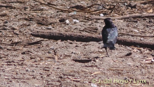 Brewer's Blackbird - ML201465291