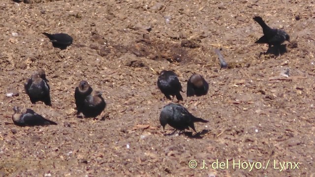 Brown-headed Cowbird - ML201465301