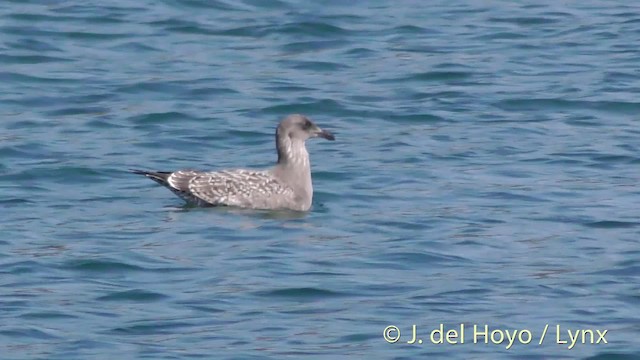 Western Gull - ML201465311