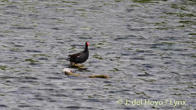 Common Gallinule (American) - ML201465361