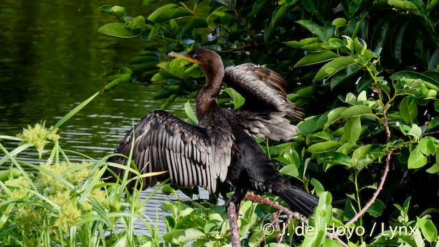 Neotropic Cormorant - ML201465391