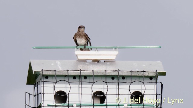 Purple Martin (subis/arboricola) - ML201465411