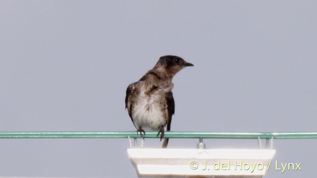 Purple Martin (subis/arboricola) - ML201465421