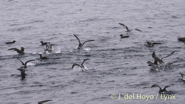 Buller's Shearwater - ML201465471