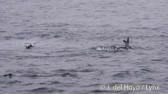 Buller's Shearwater - ML201465481