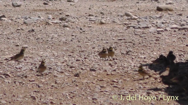 Horned Lark (Western rufous Group) - ML201465491