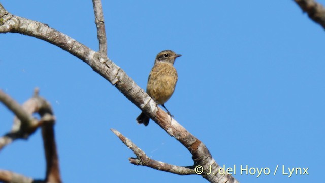 European Stonechat - ML201465621