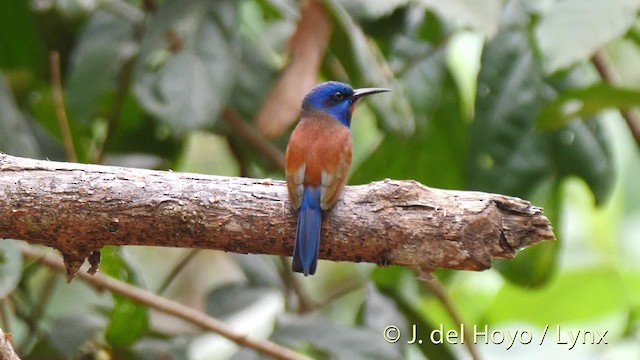 Blue-moustached Bee-eater - ML201465641