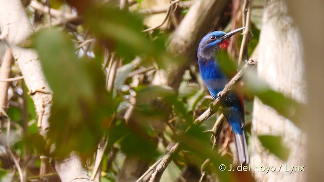 Blue-moustached Bee-eater - ML201465651