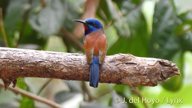 Blue-moustached Bee-eater - ML201465681