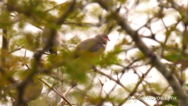 Black-rumped Waxbill - ML201465751