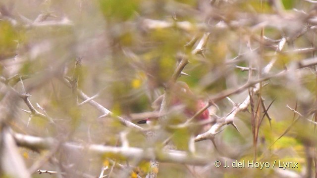 Bar-breasted Firefinch - ML201465781