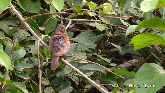 Tórtola Senegalesa - ML201465871