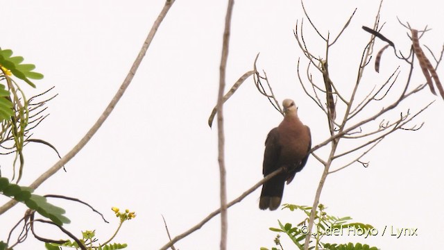 Red-eyed Dove - ML201465881