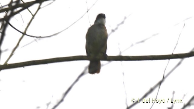 Simple Greenbul - ML201465901