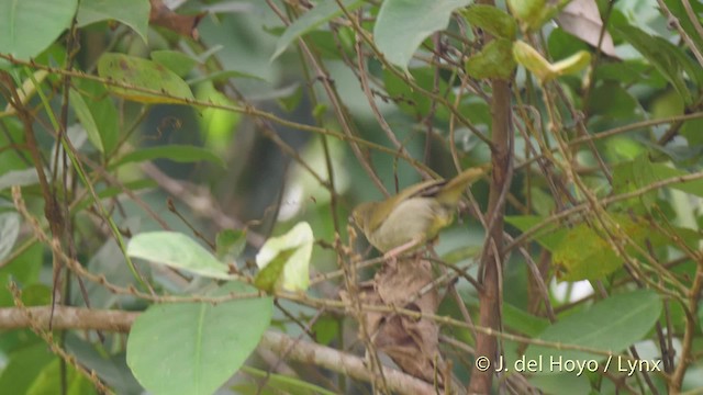 Gray Longbill - ML201465921