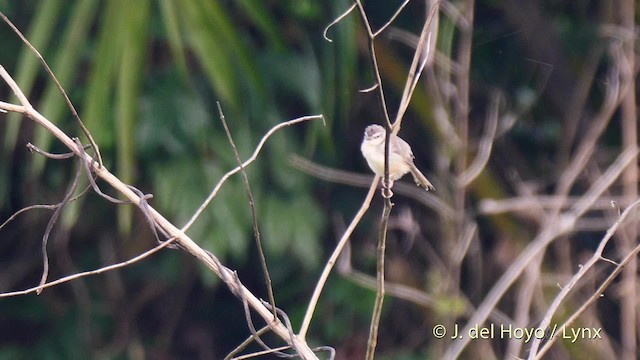 Prinia Modesta - ML201465931