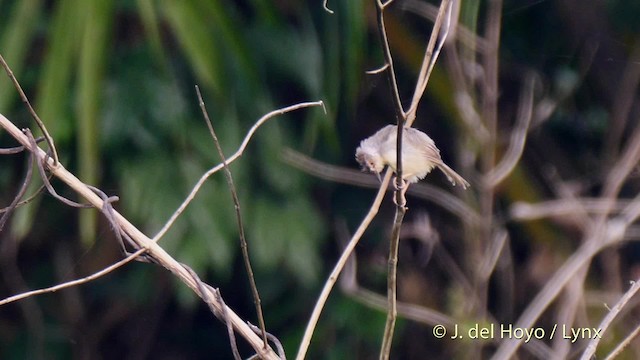 Tawny-flanked Prinia - ML201465941