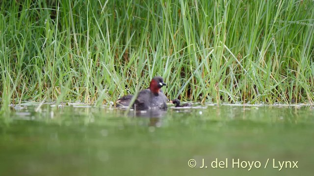 Little Grebe (Little) - ML201465951