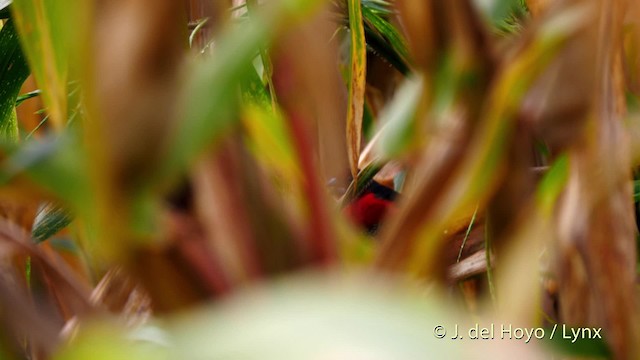 Western Bluebill (Western) - ML201465971