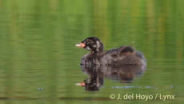 Little Grebe (Little) - ML201466011