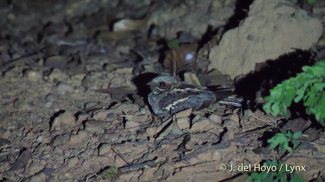 Long-tailed Nightjar - ML201466091