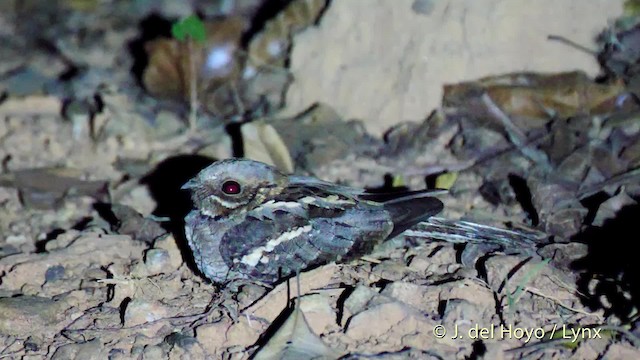 Long-tailed Nightjar - ML201466101