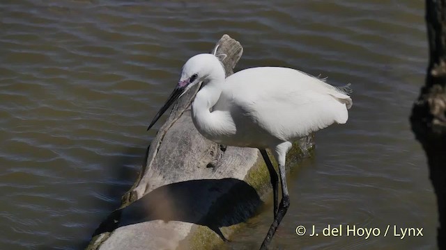 Little Egret (Western) - ML201466161