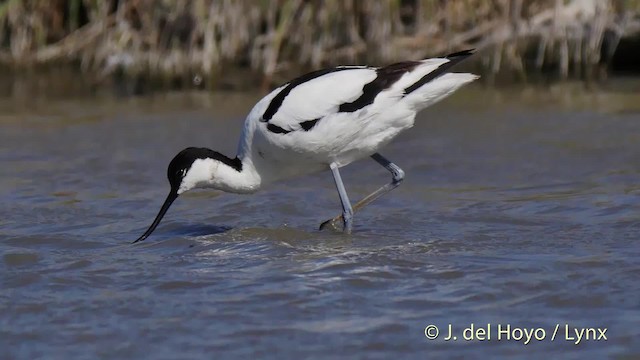 Avocette élégante - ML201466211