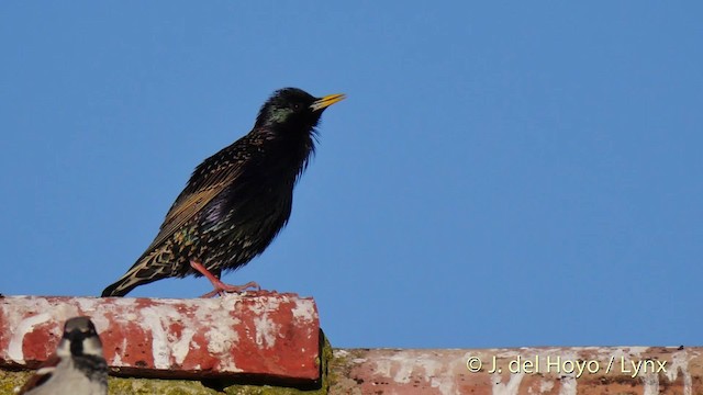 European Starling - ML201466241